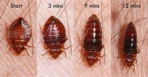 Bed Bug Identification The Bugman Pest Control Fraser Valley