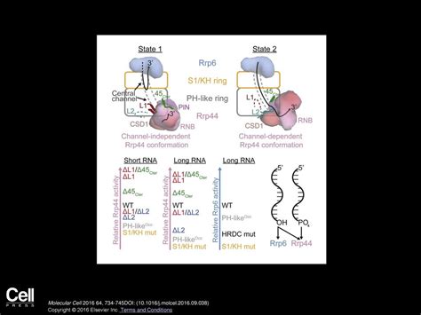 Nuclear Rna Exosome At Reveals Substrate Specificities Rna Paths