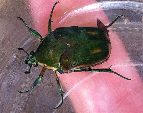 Green June Beetle Essential Facts And Tips Whats That Bug