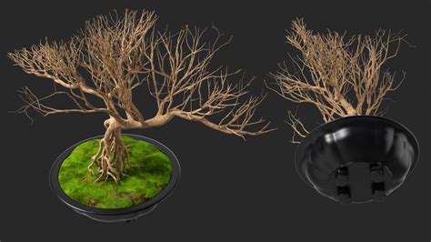 3D Bonsai Naked Tree In Pot Fur Model 3D Molier International