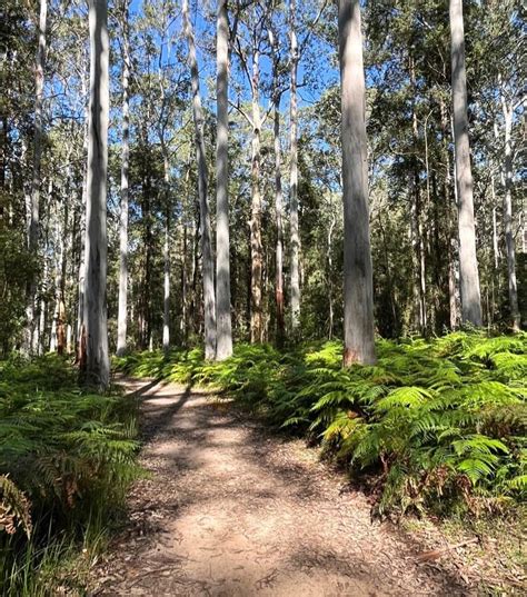 Blue Gum Swamp Track Forest Walk In Winmalee