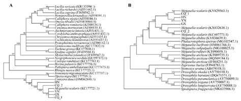 Phylogenetic Tree Of Two Dna Barcode Sequences A 28s Rrna B Coi