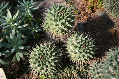 Mammillaria Magnimamma Conocida Como Chilitos Biznaga En El Estado De