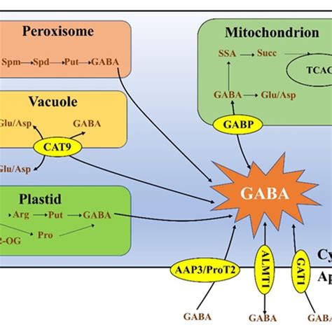 Model Of Distribution And Transportation Of Gaba In Plant Cells