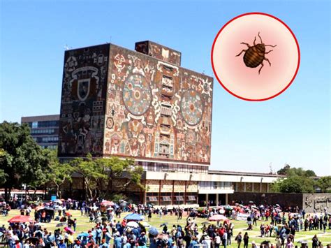 Chinches en la UNAM Fumigarán todos los planteles e instalaciones