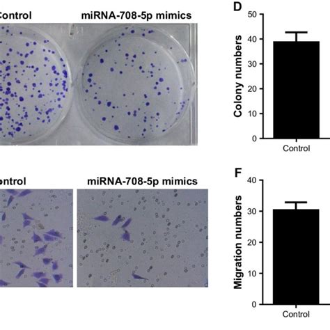 MiR 708 5p Mimics Induce MH7A Cell Apoptosis And Inhibit Colony