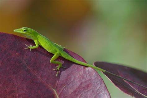 Green Anole Facts and Pictures | Reptile Fact