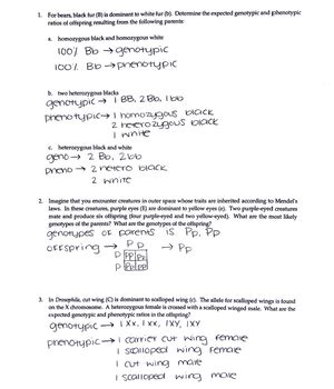 Mystery Of The Flea Dip Answer Key