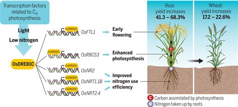 A Transcriptional Regulator That Boosts Grain Yields And Shortens The