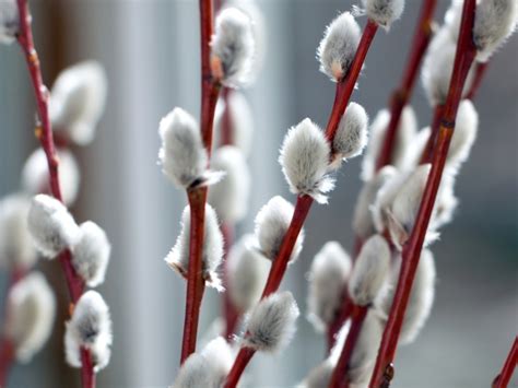 Pussy Willow Plants