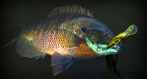 Bluegill Fishing Tips For Beginner And Expert Anglers