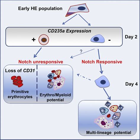 Early Human Hemogenic Endothelium Generates Primitive And Definitive