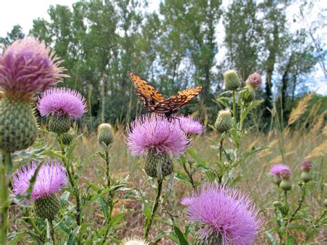 Prairie Gardening Archives Page Of Dyck Arboretum