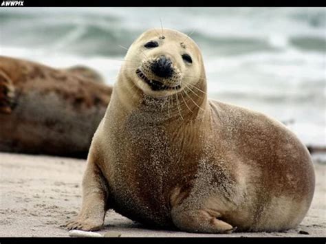 Awesomely cute animals smiling