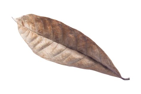 Dry Leaves Isolated On Transparent Background Tropical Dry Leaves Png