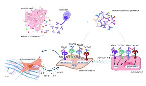 Immune Complexes Theory Antinuclear Antibodies Ana Interact With