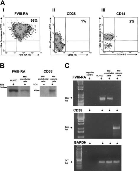 Purity Of MMEC Preparations Assessed By FACS Western Blot And RT PCR