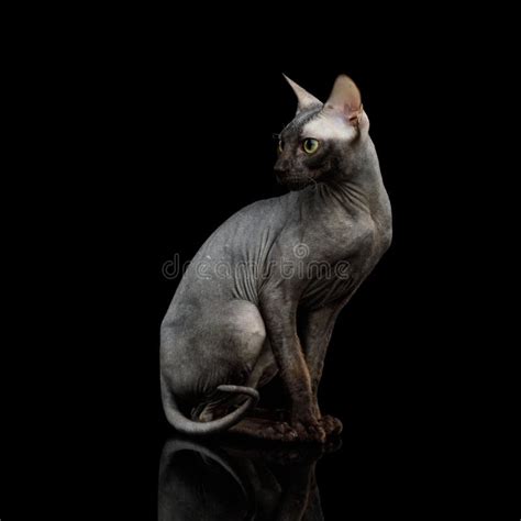 273 Hairless Sphynx Cat Side View Stock Photos Free And Royalty Free