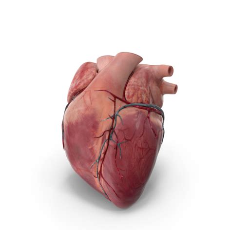 Tricuspid Valve Png Images And Psds For Download Pixelsquid