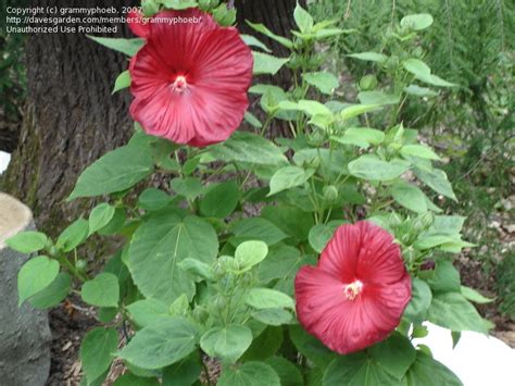 Plantfiles Pictures Hardy Hibiscus Rose Mallow Swamp Mallow Luna Red Hibiscus Moscheutos