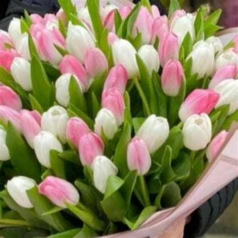 51 Tulip Flowers Gifts Abu Dhabi Buy At A Price Of 550 AED Mono