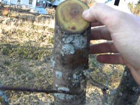 Применение садового вара и его свойства. Грамотный продуманный вариант ...