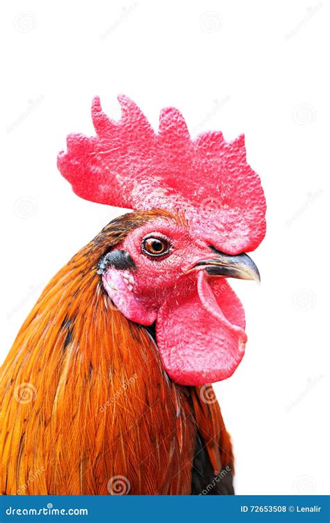 Rooster Stock Photo Image Of Portrait Isolated Background 72653508