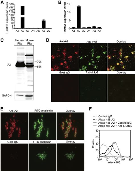 The Expression Storage And Secretion Of Pirb Ligand Angptl In