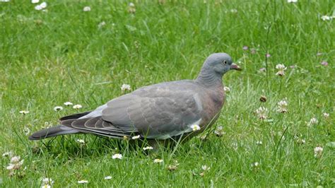 Common Wood Pigeon Markeisingbirding