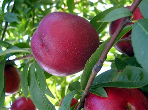 Parco Fluviale Gesso E Stura Frutta Pesca Del Cuneese PAT Prodotti