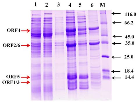 Sds Page Analysis Of Protein Samples Of Ph Ind From E Coli Bl