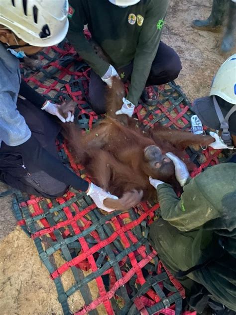 Bbksda Sumatera Utara Kembali Rescue Orangutan Dari Perkebunan Pt Piss