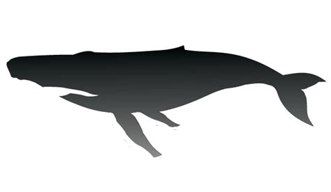 Humpback Whale Silhouette Vector Whale Silhouette, Silhouette Vector, Whale Pictures, Humpback ...