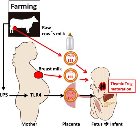 Perinatal Scenario Of Milk And Lps Induced Mir 155 Exosome Signaling