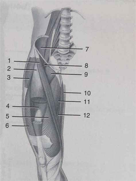 Thigh Muscles Pt 1 Diagram Quizlet