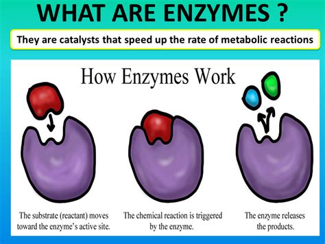 Grade Chapter Enzymes