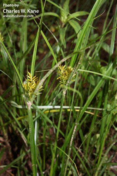 Cyperus esculentus var. leptostachyus | Yellow nutsedge | Edible Uses | Charles W. Kane ...