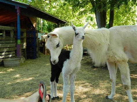 You Can Rent an 'Alpaca Treehouse' on Airbnb That's Located in a Bamboo ...