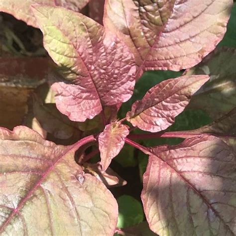 Amaranthus dubius | Red spinach - Green Cover Initiative