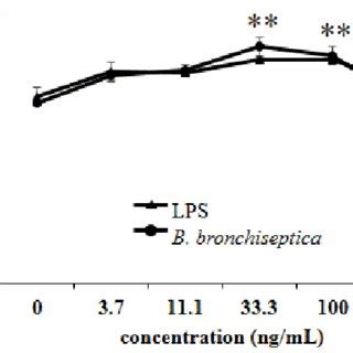 The Effect Of Bordetella Bronchiseptica B Bronchiseptica On The