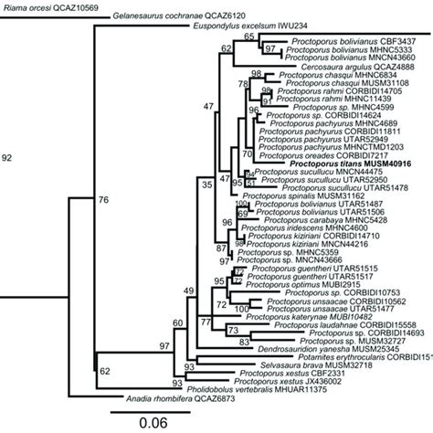 Maximum Likelihood Phylogeny Inferred For Species Of Proctoporus And