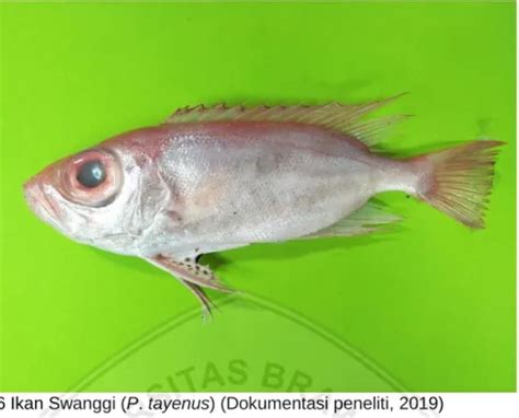 Aspek Biologi Ikan Swanggi Priacanthus Tayenus Richardson Yang