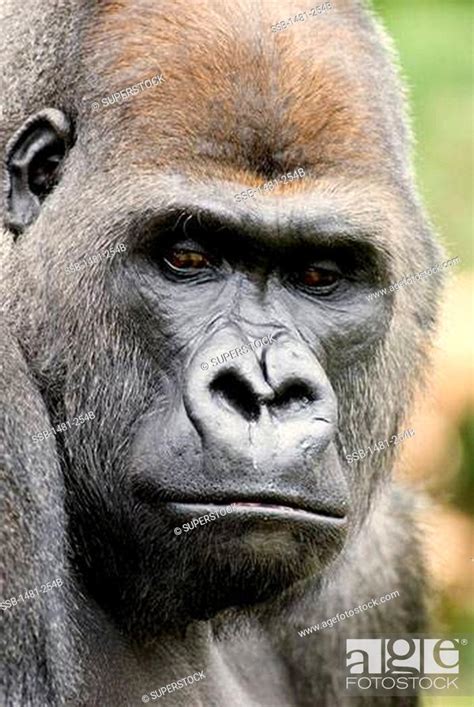 Close Up Of A Male Silverback Gorilla Gorilla Gorilla Gorilla Stock