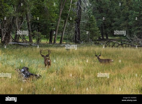 Mule Deer Odocoileus Hemionus Bucks In A Yosemite Valley Meadow In