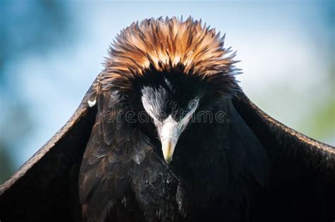 Wedge-tailed Eagle stock photo. Image of wing, wedgetailed - 315858286