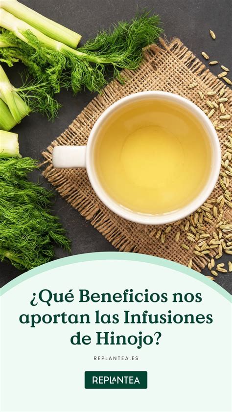 Infusiones De Hinojo Qu Beneficios Nos Aportan In