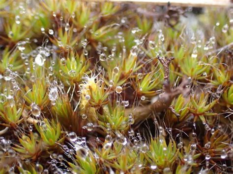 Bristly Haircap Moss Polytrichum Piliferum INaturalist Canada