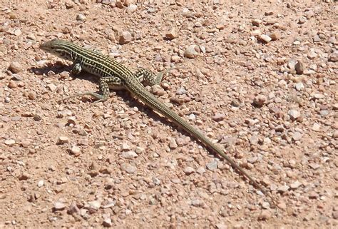 Snakes Turtles And Other Reptiles In Colorado