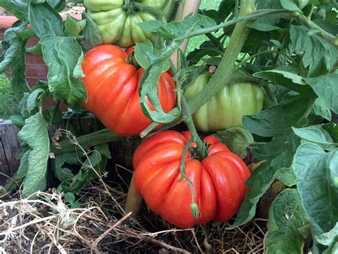 Come Coltivare Pomodori In Vaso Tecniche E Consigli Pianeta Di Riserva