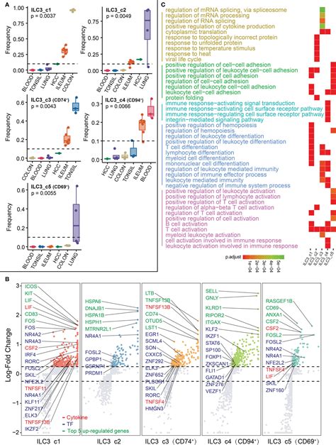 Frontiers Tissue Specific Imprinting On Innate Lymphoid Cells During